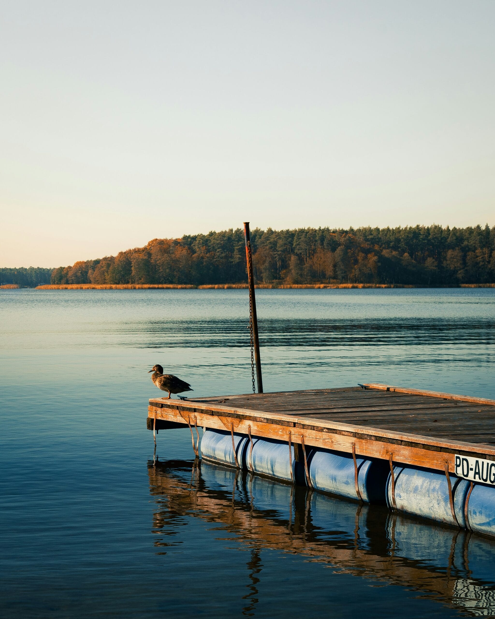 Pomost z mewą nad jeziorem – Suwalszczyzna